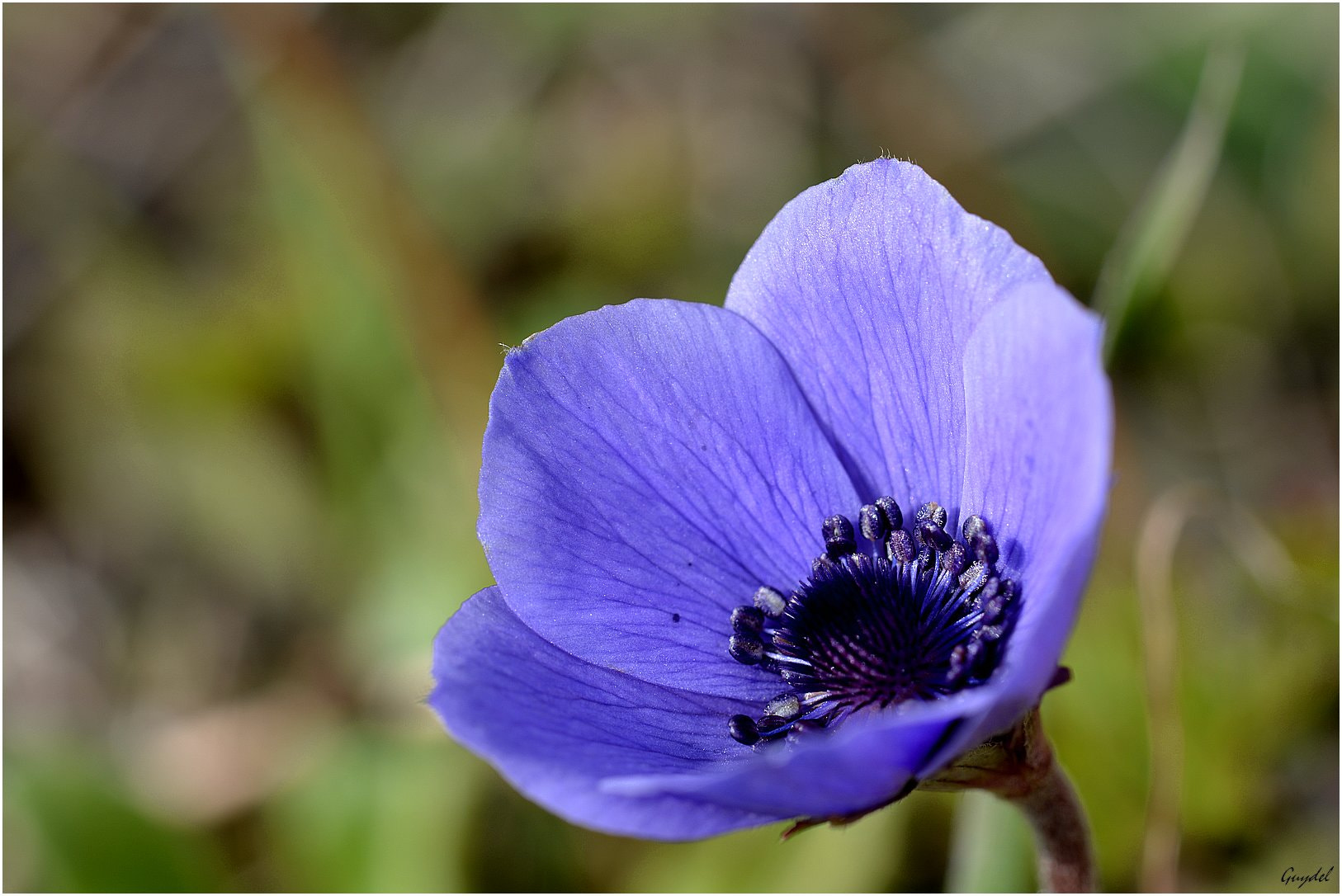 Nikon D5200 sample photo. Anémone bleue photography