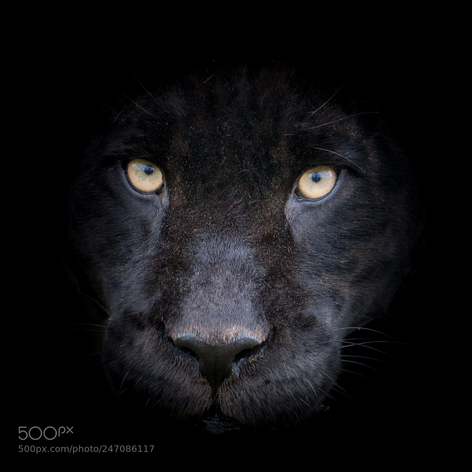Canon EOS-1D Mark III sample photo. Jaguar photography