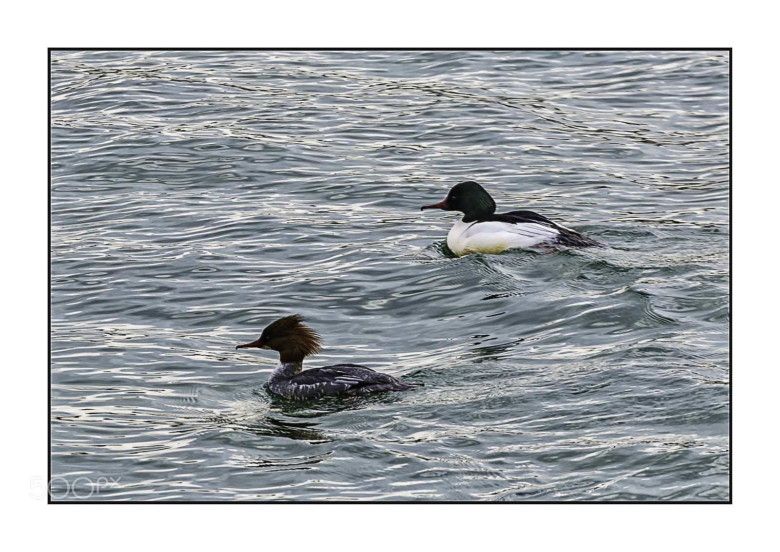 Nikon D610 sample photo. Monsieur et madame. photography