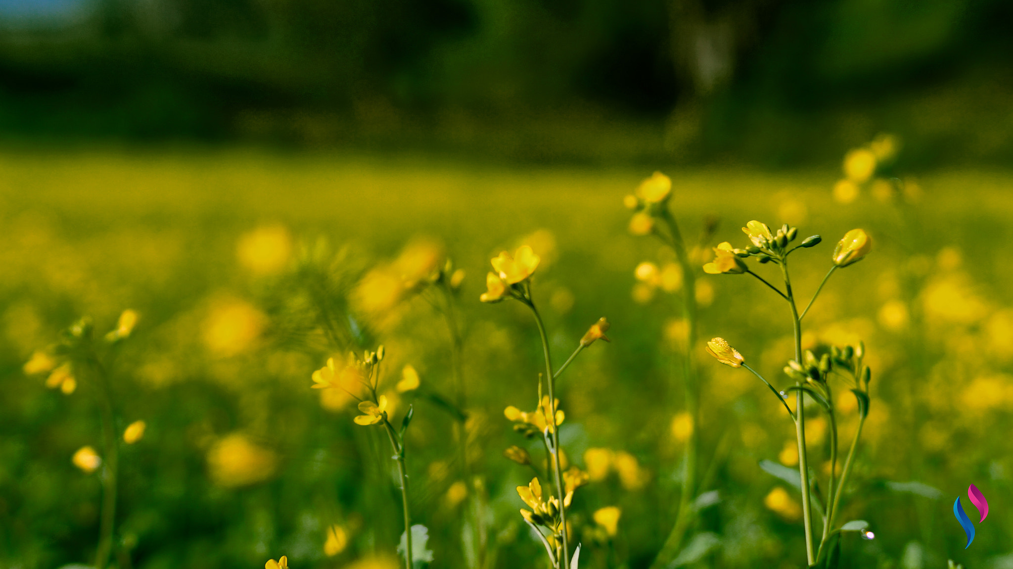 Sony DT 35mm F1.8 SAM sample photo. Copy photography