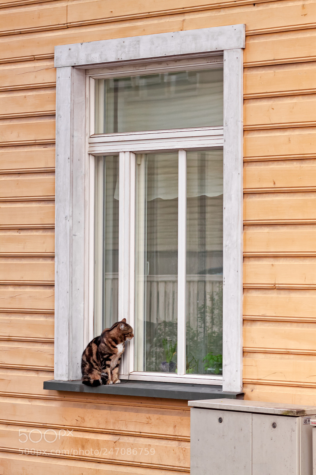 Canon EOS 50D sample photo. Cat looking in photography