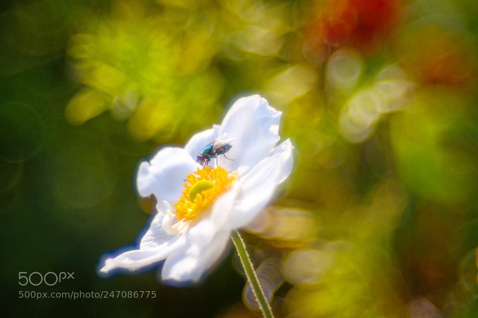 Fujifilm X-T2 sample photo. White flower photography