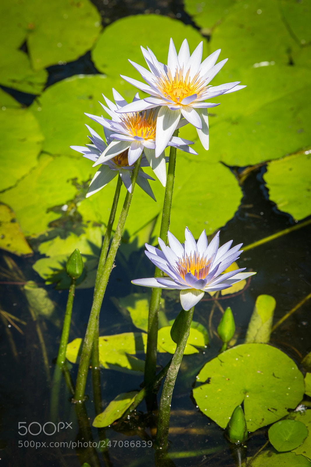 Nikon D600 sample photo. Ninfe photography