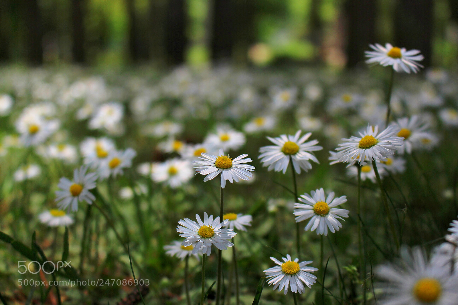 Canon EOS 700D (EOS Rebel T5i / EOS Kiss X7i) sample photo. Waiting for spring photography