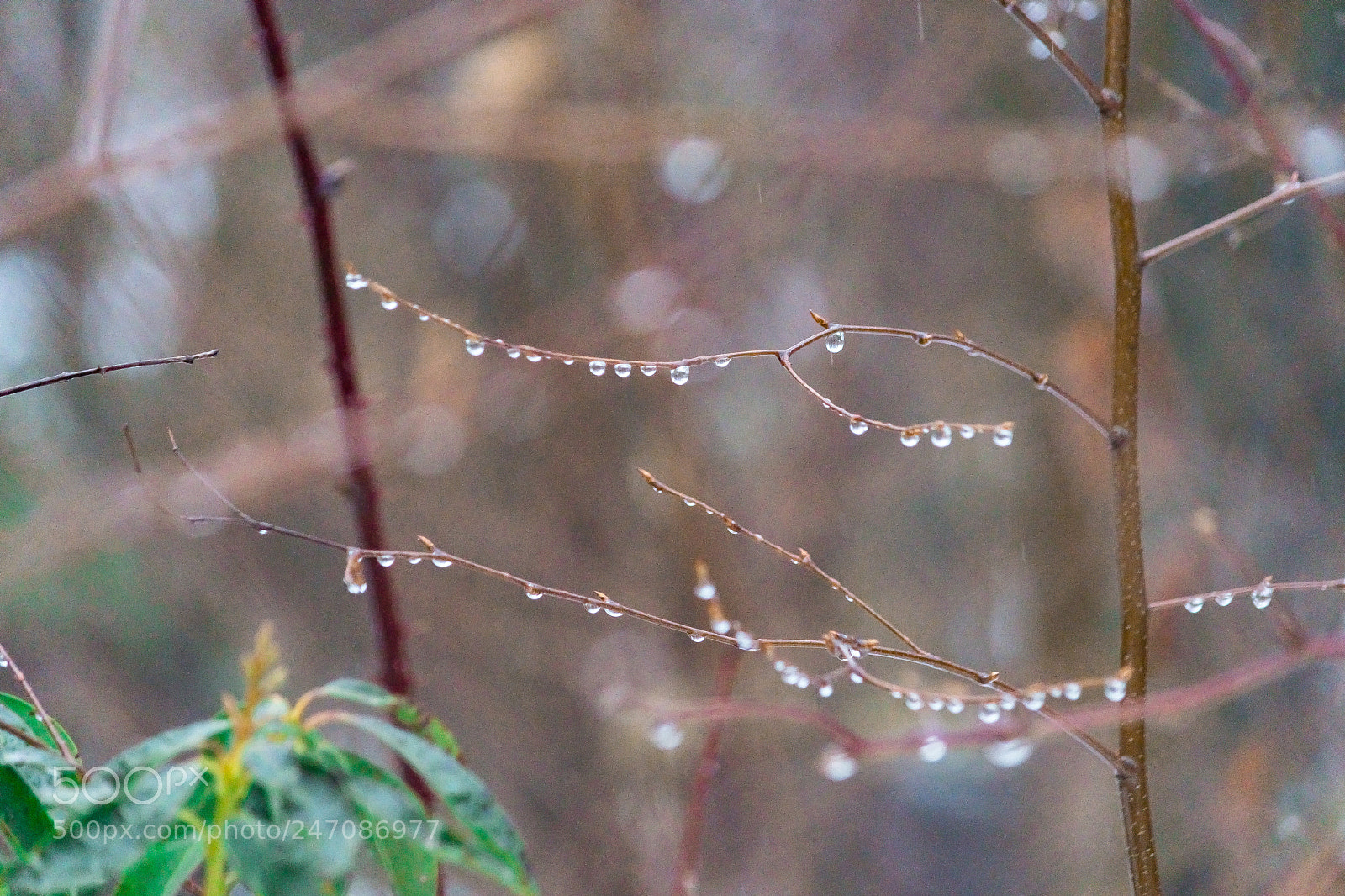 Nikon D500 sample photo. Nature's droplets photography