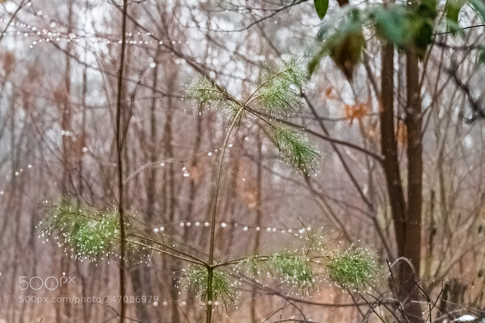 Nikon D500 sample photo. Through the rain photography