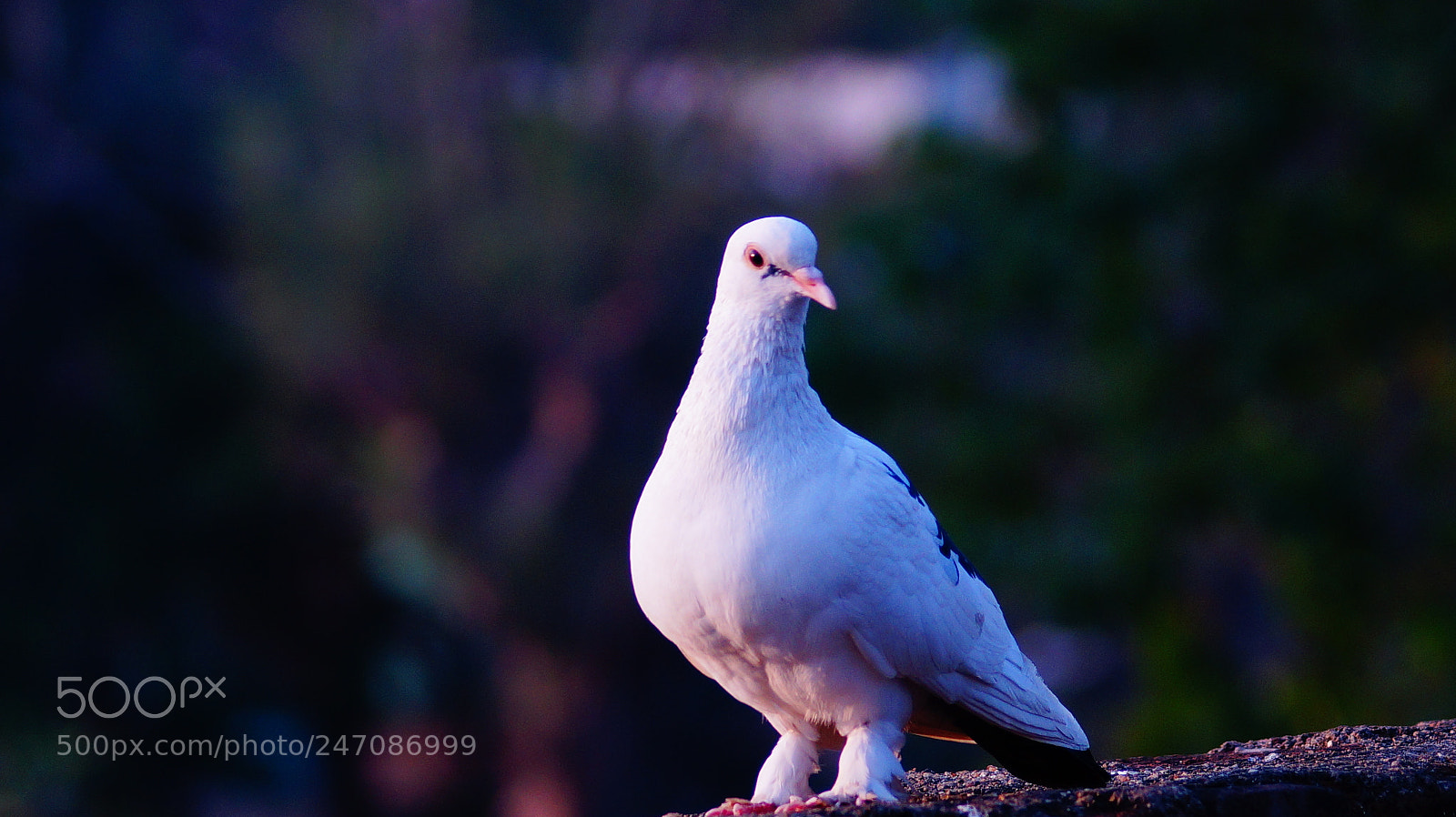 Sony DT 55-200mm F4-5.6 SAM sample photo. Dsc photography