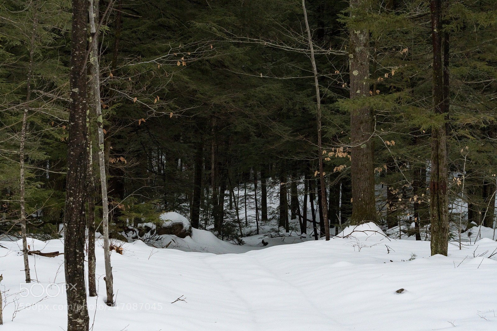 Nikon D500 sample photo. I've found a path photography