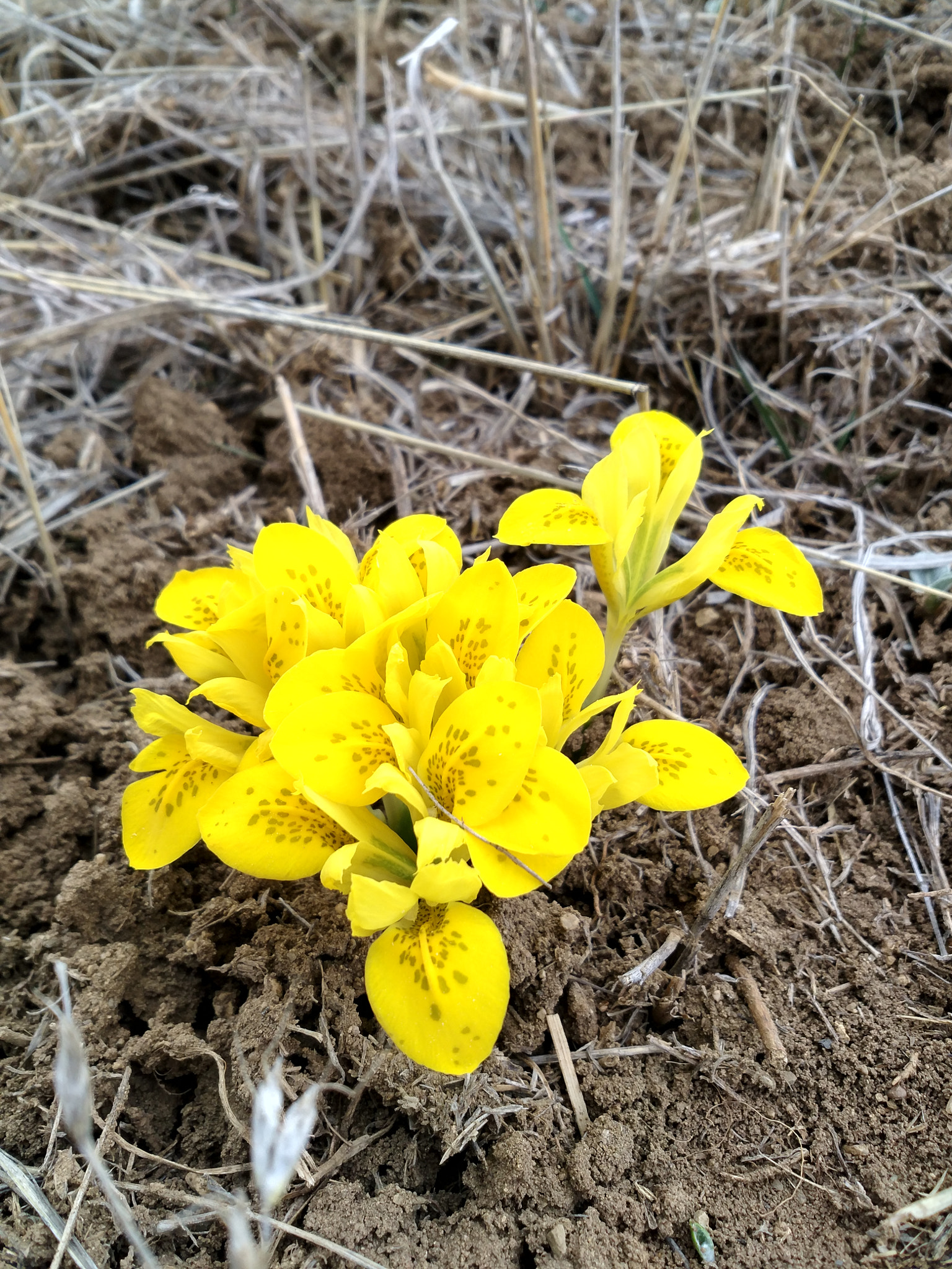 Xiaomi MI 5s Plus sample photo