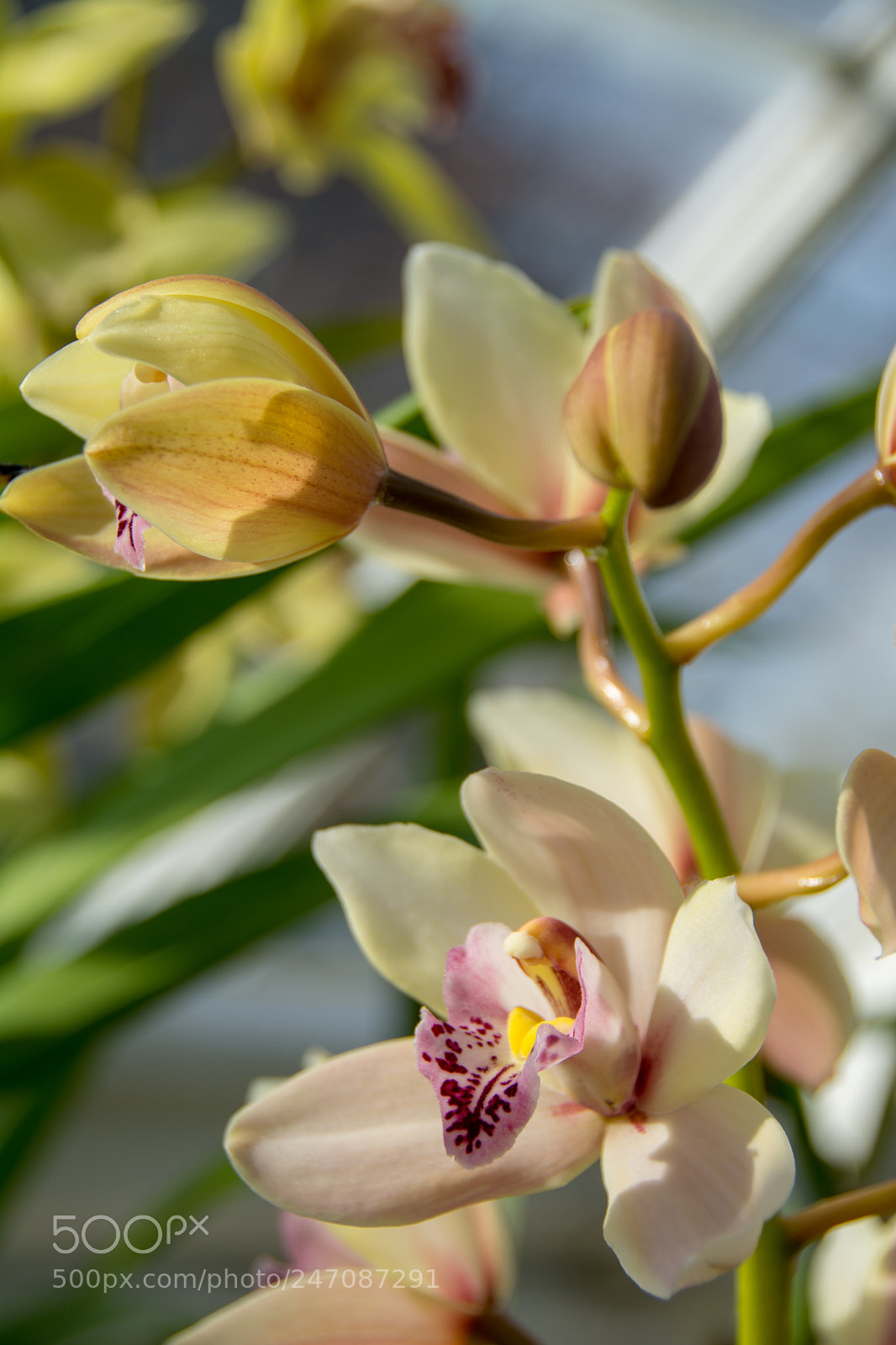 Nikon D7100 sample photo. 3 stages: bud-half bloom-full bloom photography