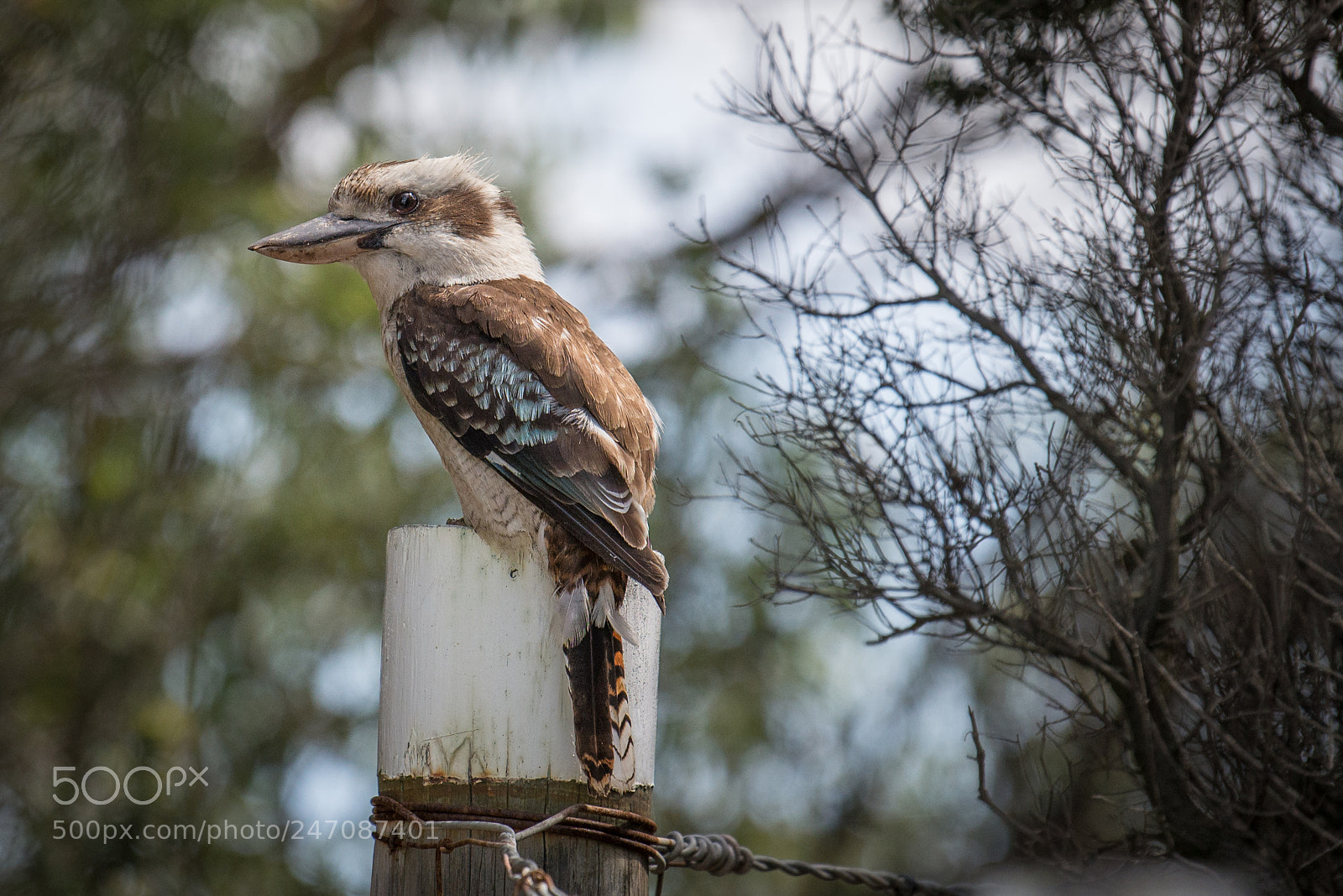 Nikon D600 sample photo. Kookaburra photography