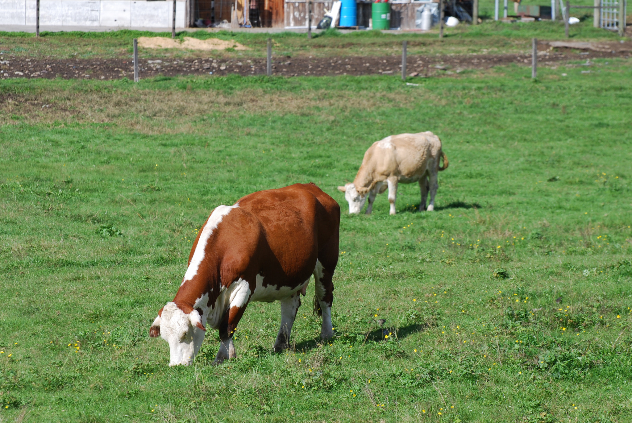 Nikon D60 sample photo. Two cows photography