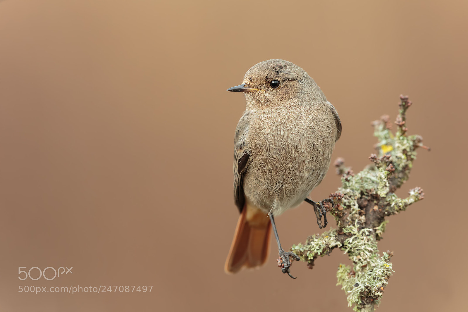 Canon EOS-1D X sample photo. Blackredstart female photography