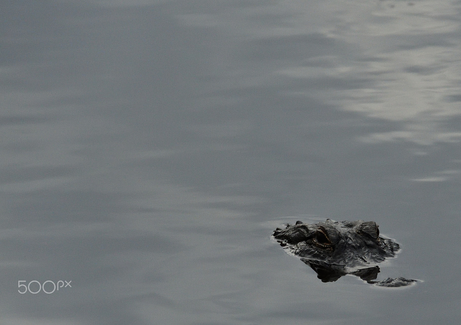 Nikon D500 sample photo. Undercover photography