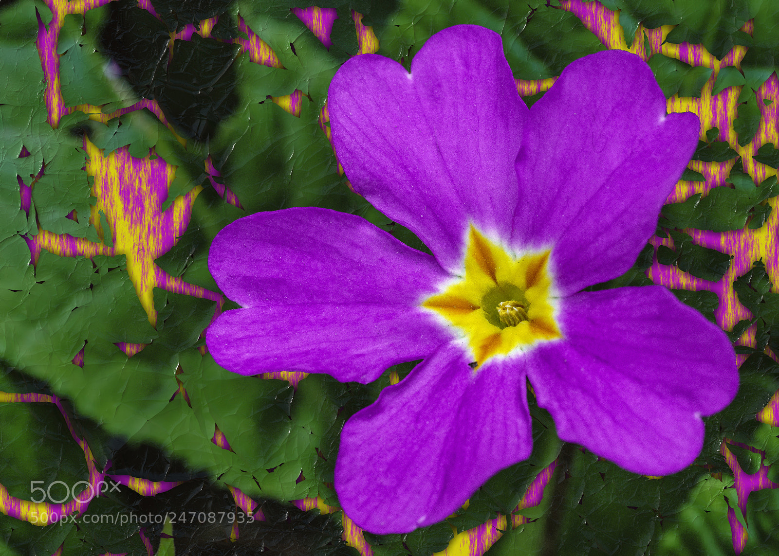 Sony a7R II sample photo. Natural primroses do al photography