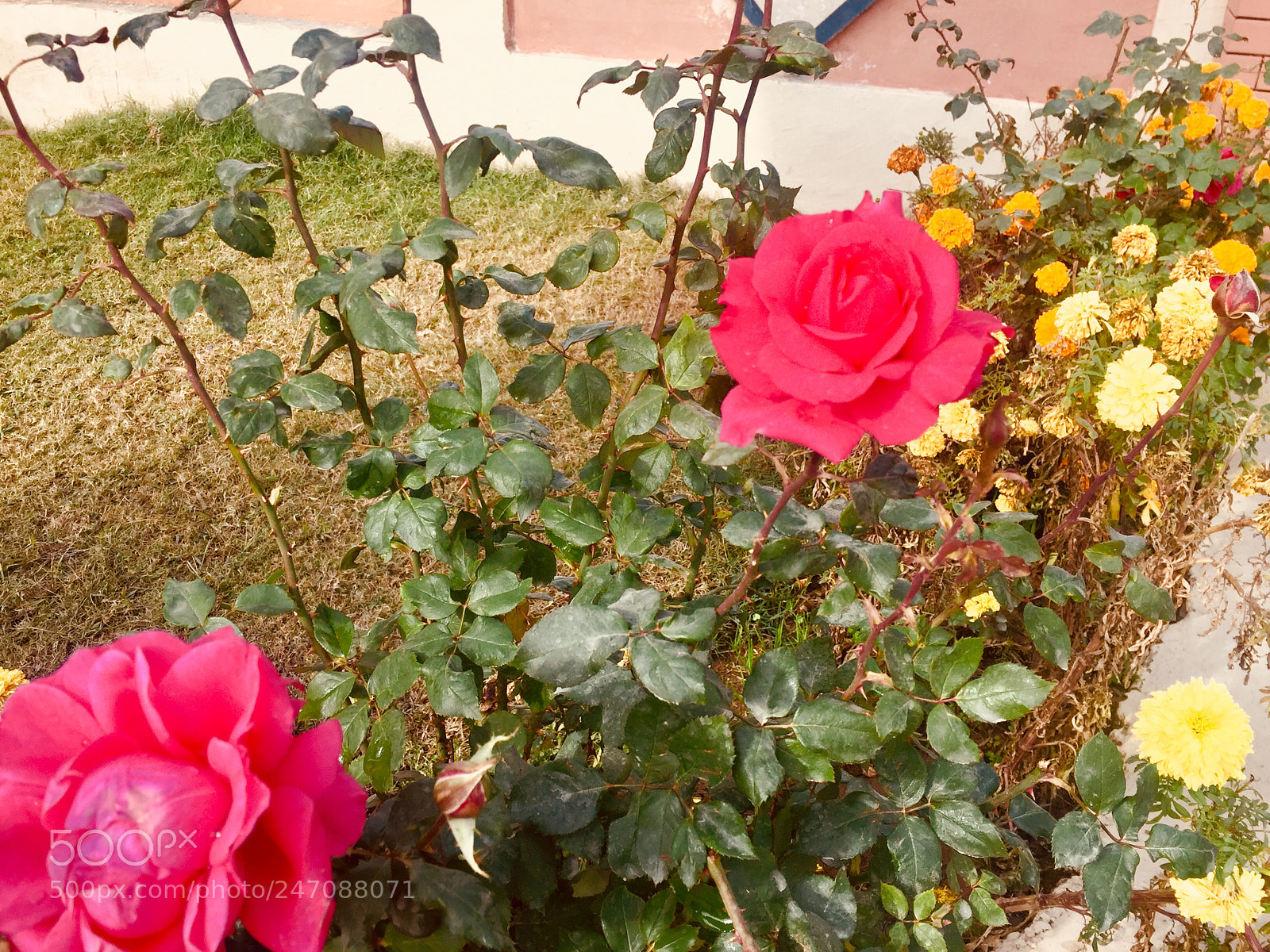 Apple iPhone 6 sample photo. Untitled photography