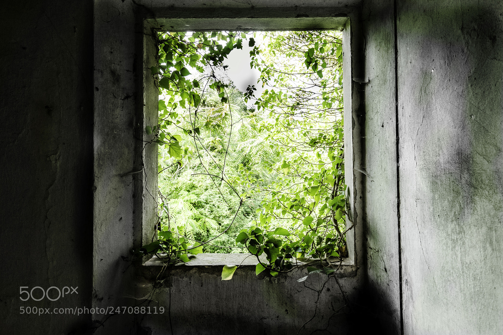 Sony a7 II sample photo. Cascine di tavola piante photography