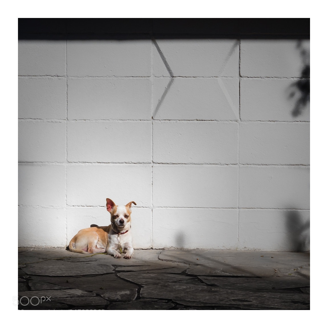 Olympus OM-D E-M1 Mark II sample photo. Beware the beast.. photography