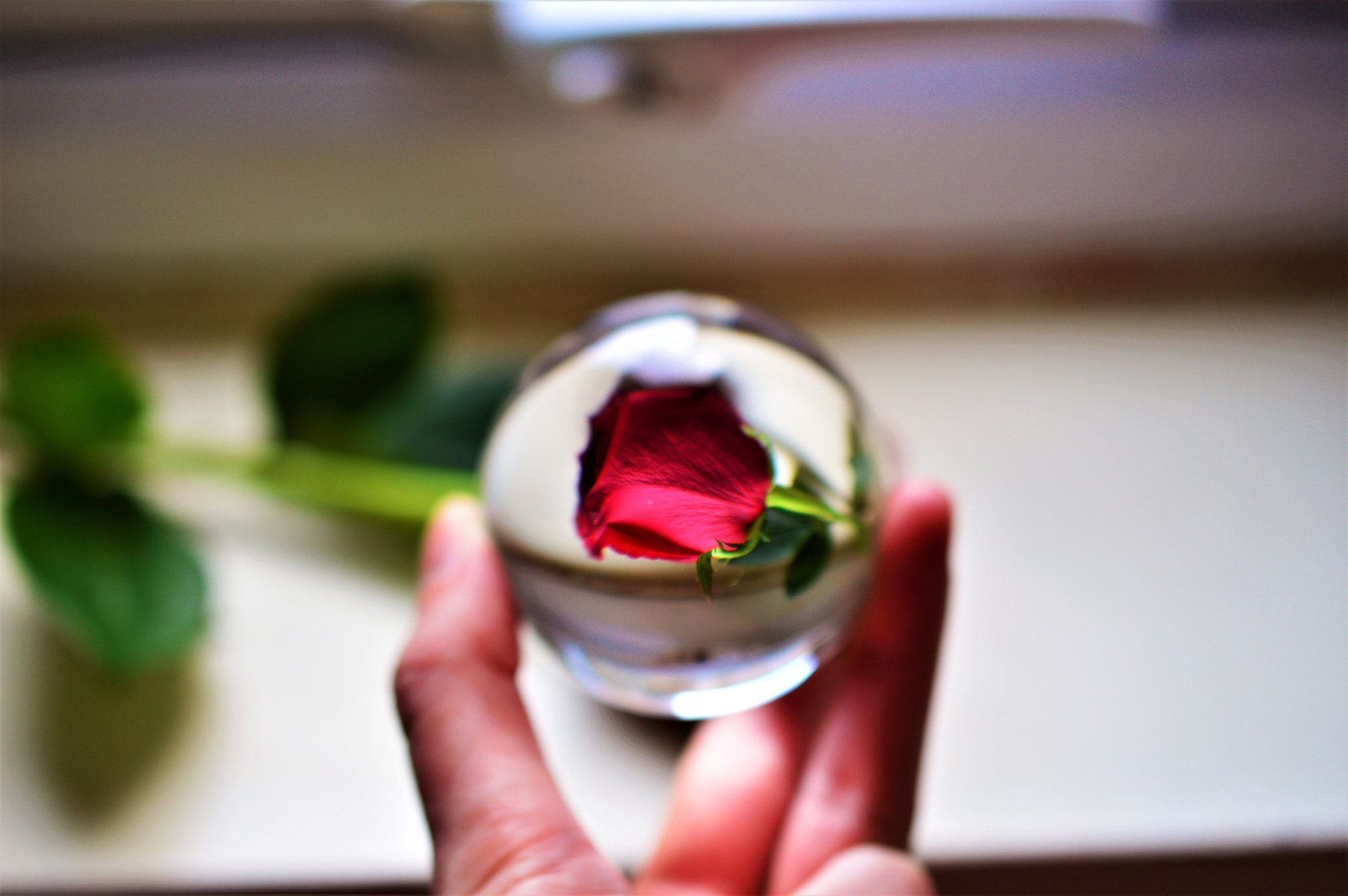 Nikon AF-S DX Micro Nikkor 40mm F2.8 sample photo. Rose photography