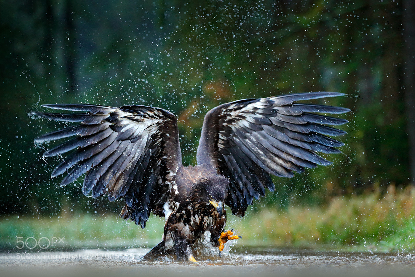 Canon EOS-1D X Mark II sample photo. White-tailed eagle (haliaeetus albicilla) photography
