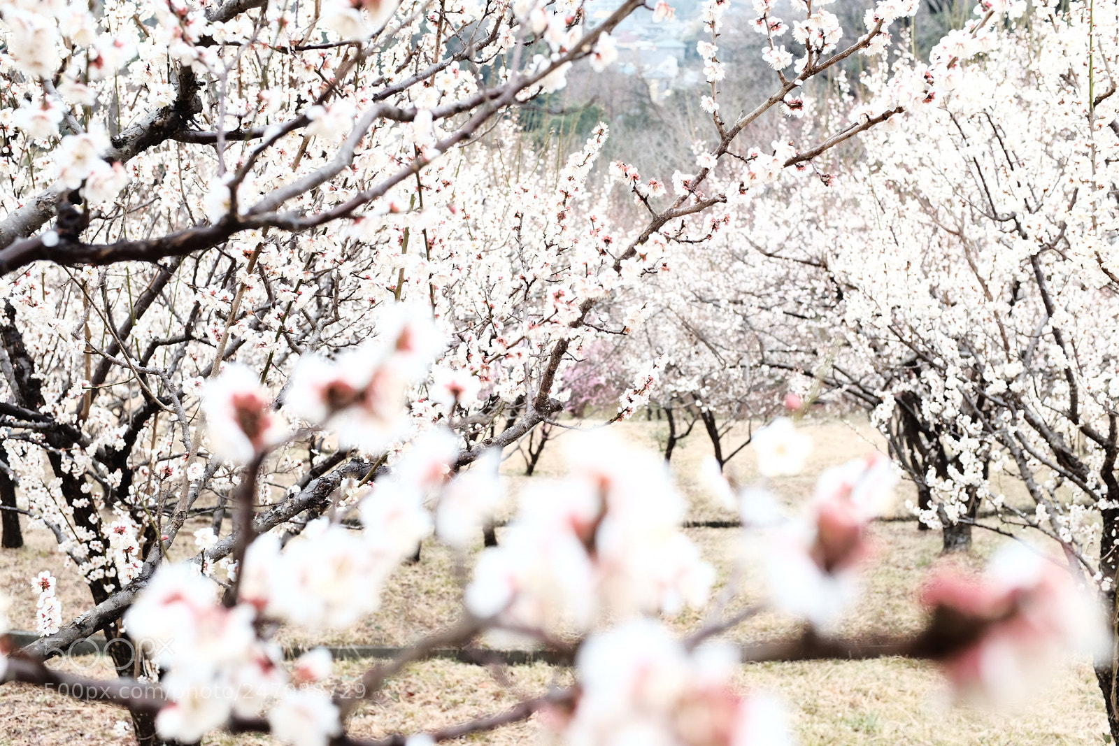 Fujifilm X100F sample photo. Plum blossoms photography
