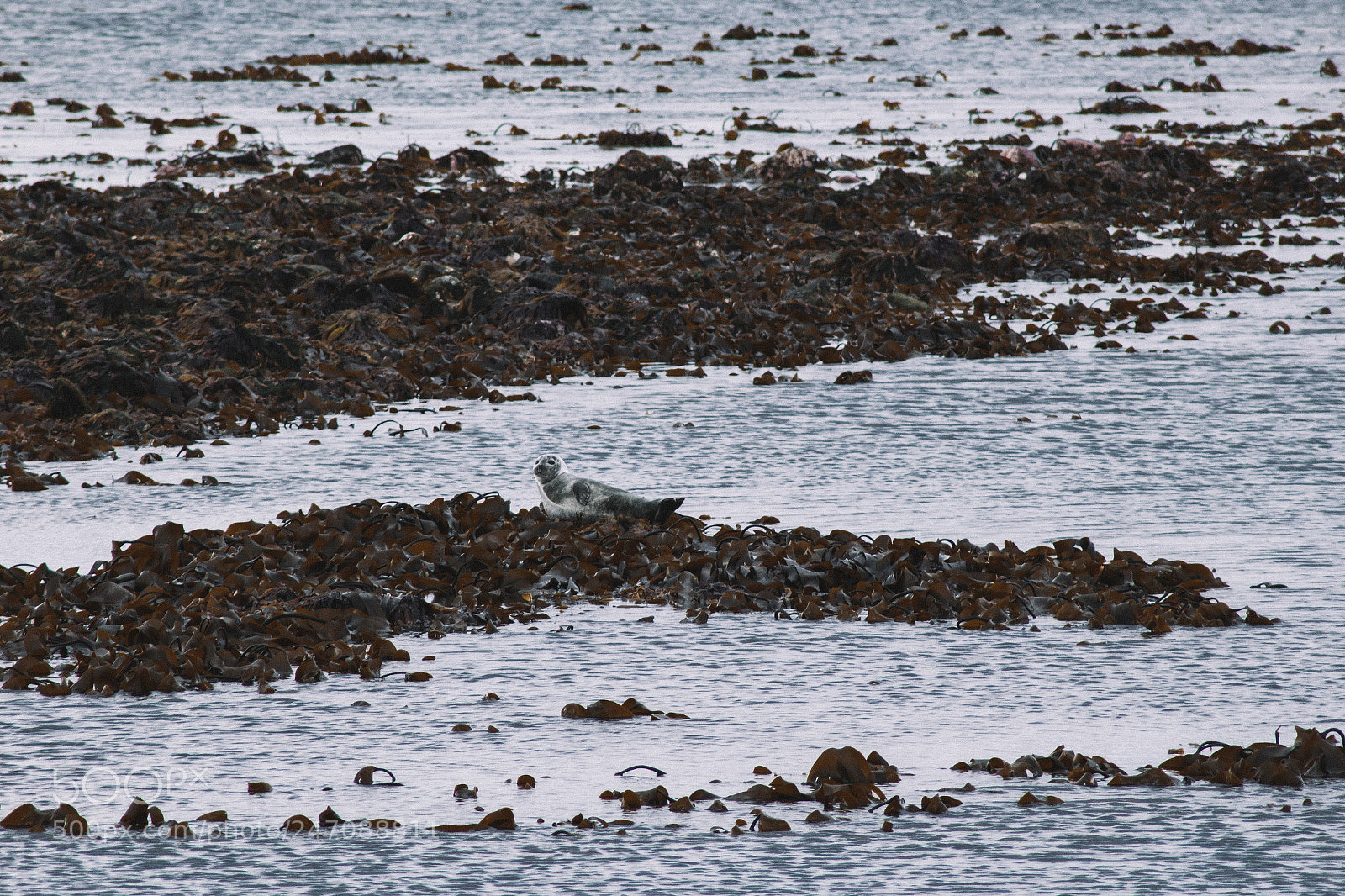 Canon EOS 1200D (EOS Rebel T5 / EOS Kiss X70 / EOS Hi) sample photo. | cute seal | photography
