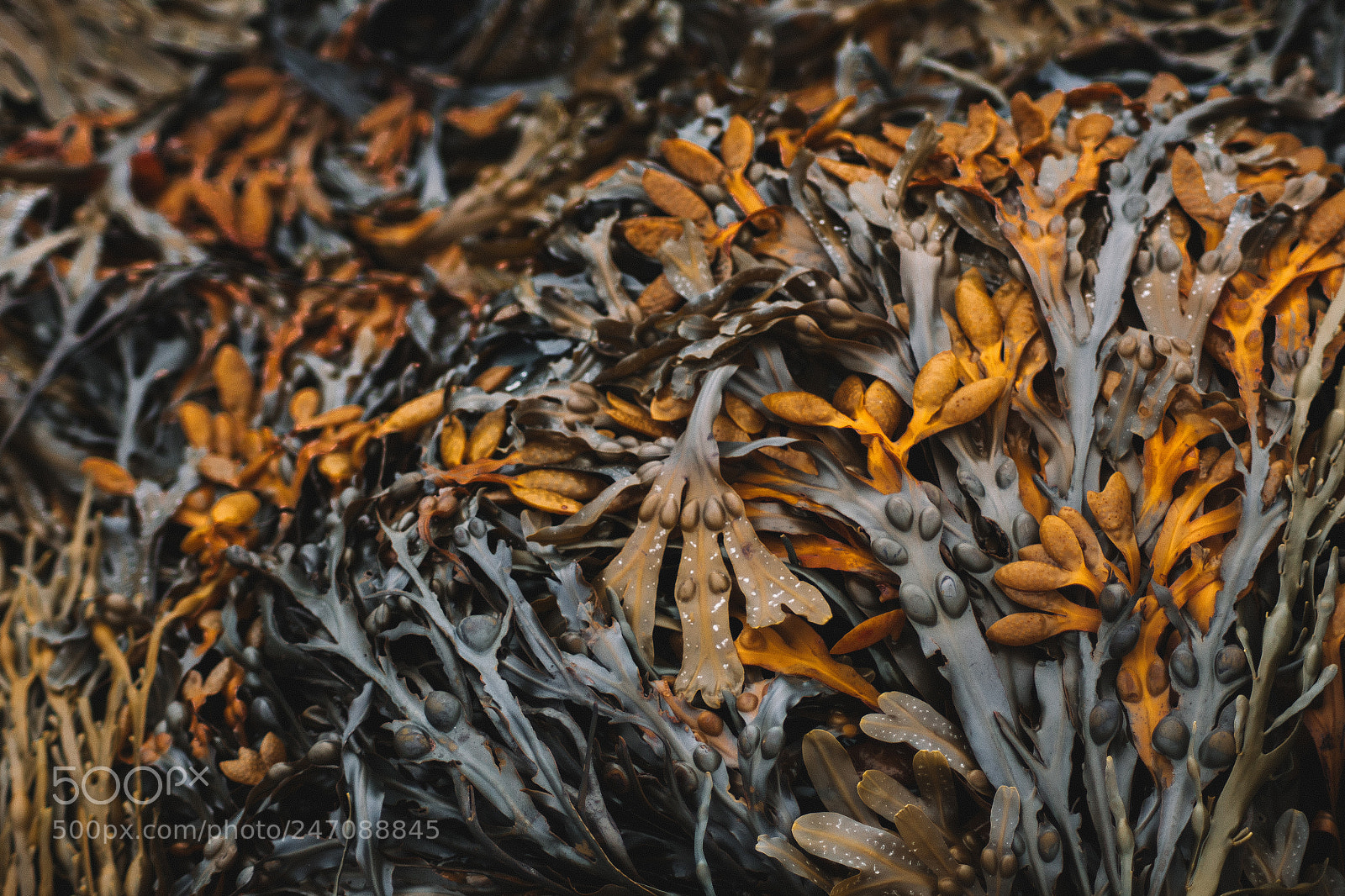 Canon EOS 1200D (EOS Rebel T5 / EOS Kiss X70 / EOS Hi) sample photo. | seaweed pattern | photography