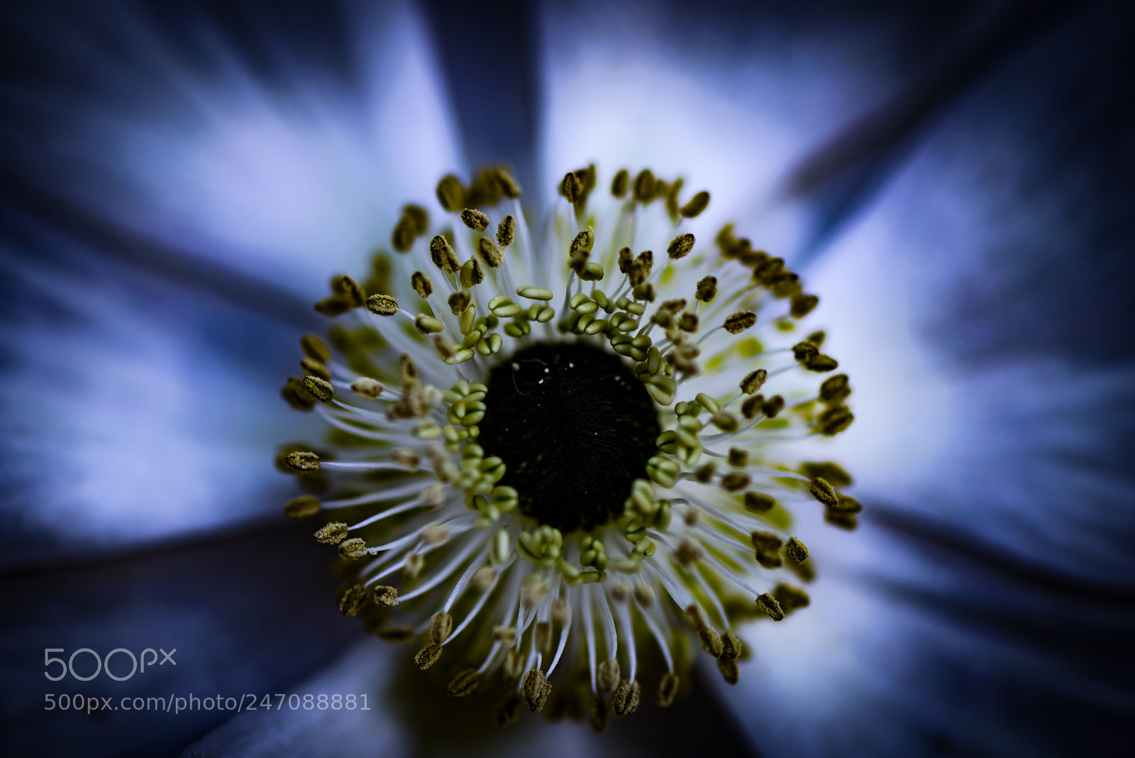Nikon D800E sample photo. Anemone expansion photography