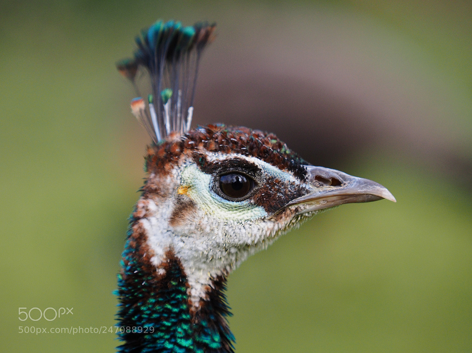 Olympus OM-D E-M1 sample photo. Peahen portrait photography