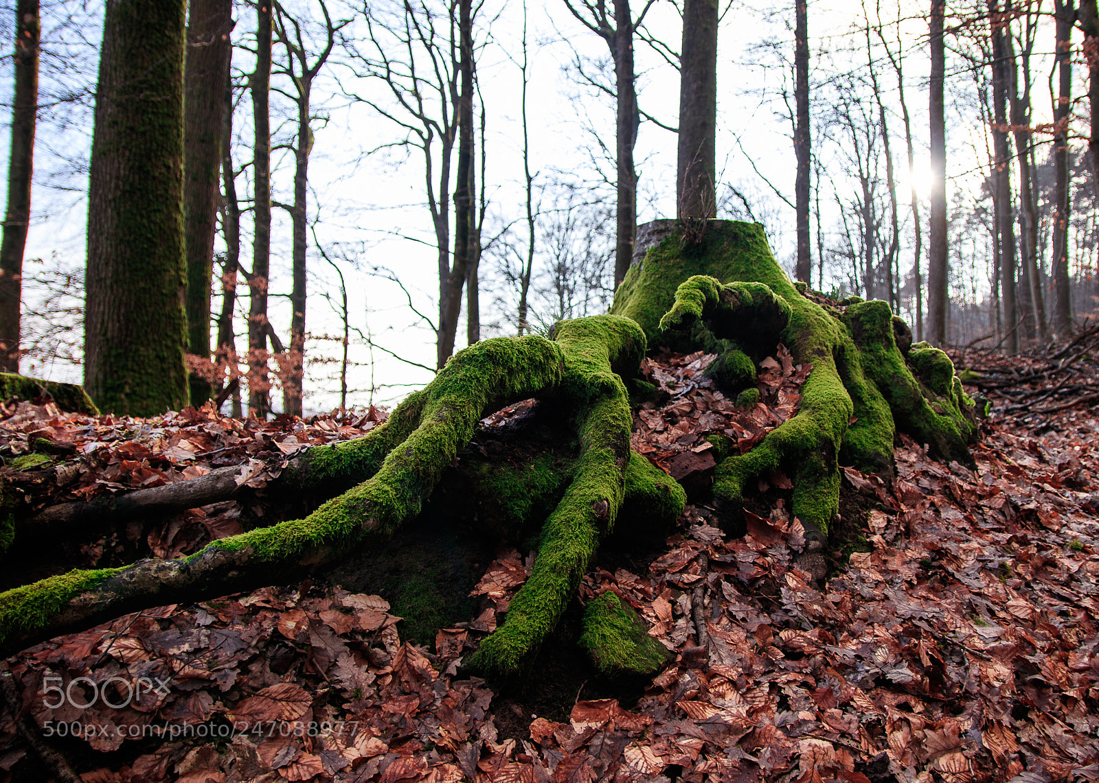 Canon EOS 80D sample photo. Wood photography