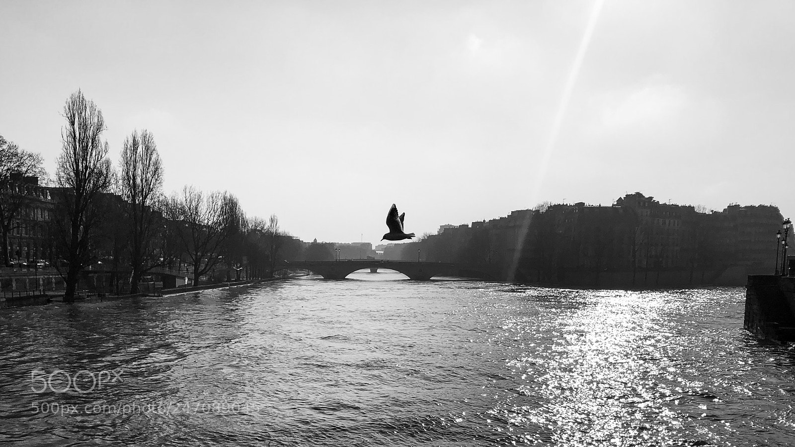 Apple iPhone 8 Plus sample photo. Bird photography