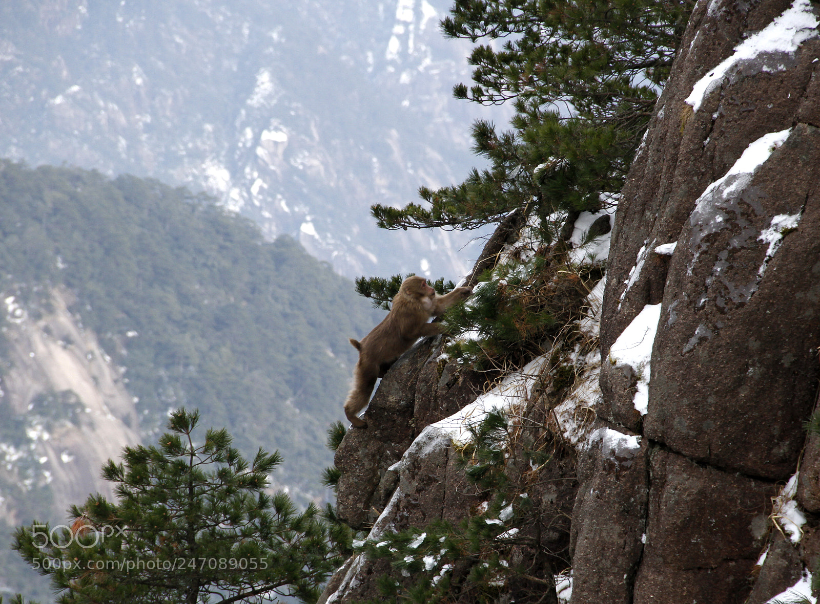Canon EOS 7D sample photo. Cute clever & smart monkeys photography