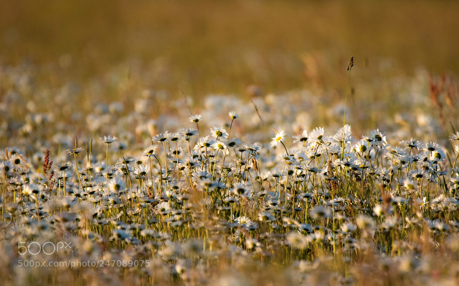 Canon EOS 7D Mark II sample photo. Meadow photography