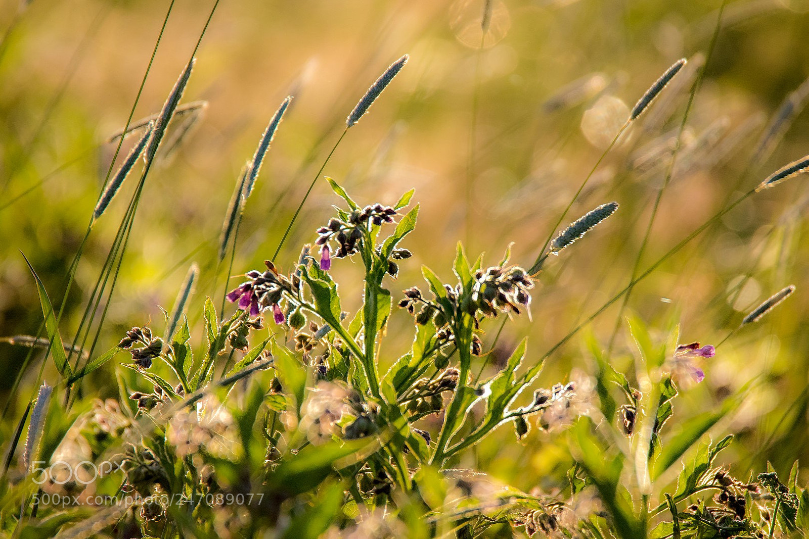 Canon EOS 7D Mark II sample photo. Meadow photography