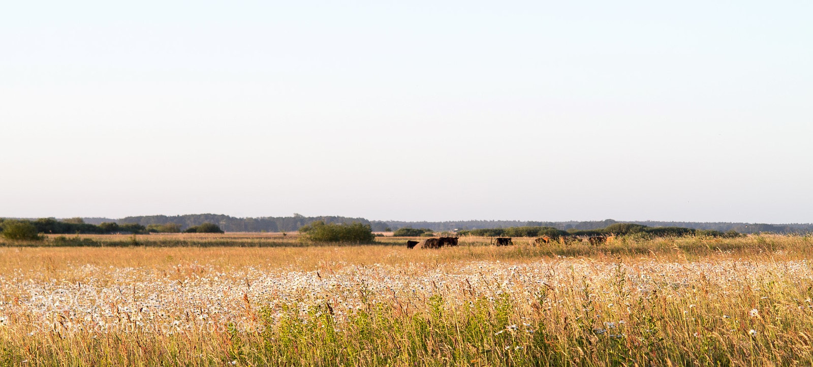 Canon PowerShot G1 X sample photo. Meadow photography