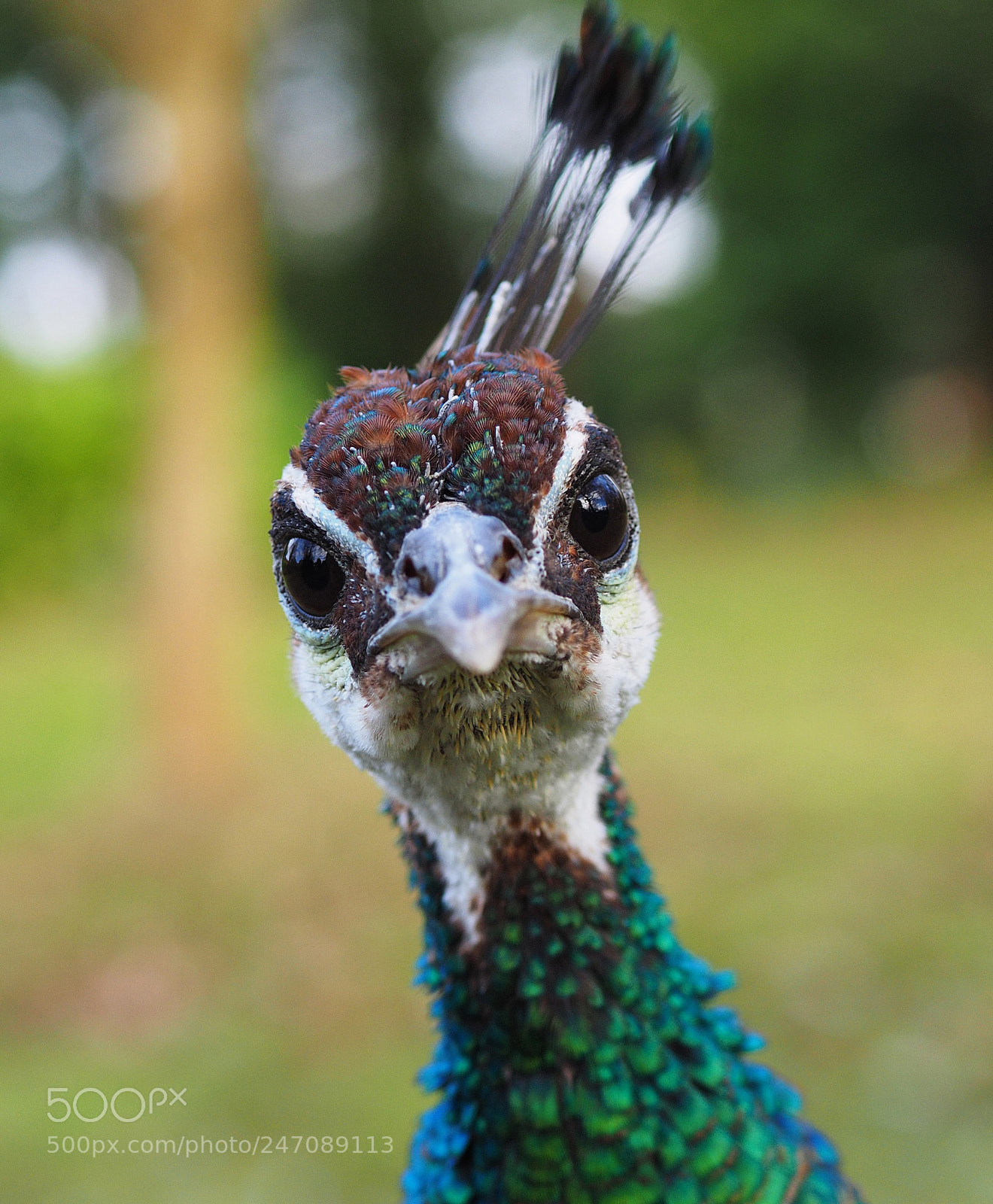 Olympus OM-D E-M1 sample photo. Peahen curiosity. photography