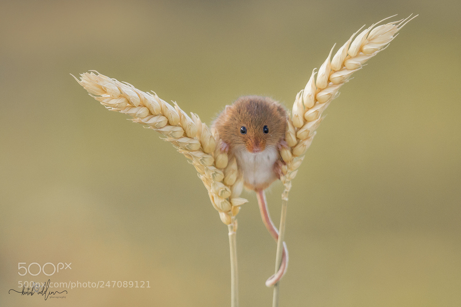 Sony ILCA-77M2 sample photo. Harvest mice photography
