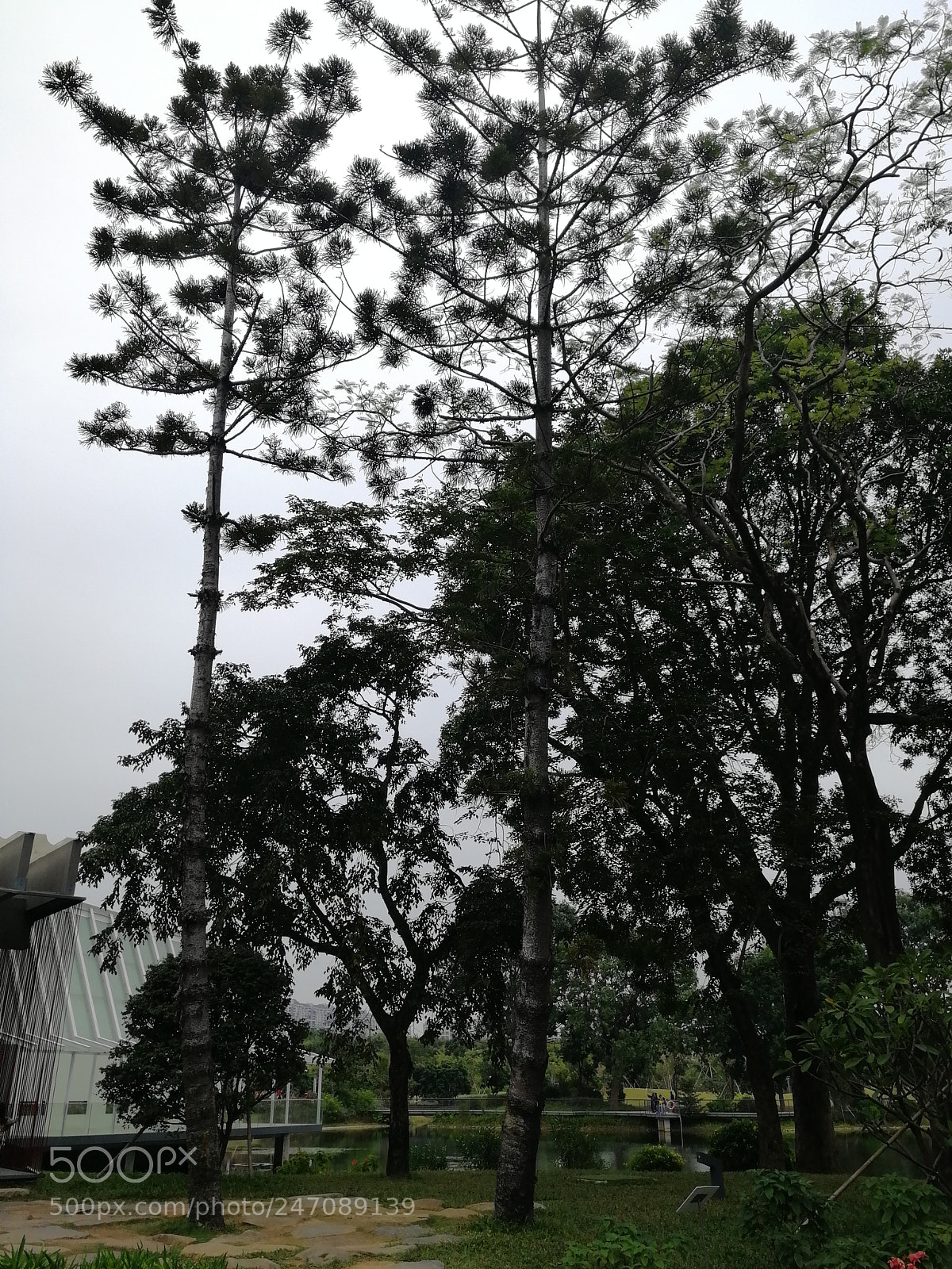 HUAWEI Honor 9 sample photo. Tree photography