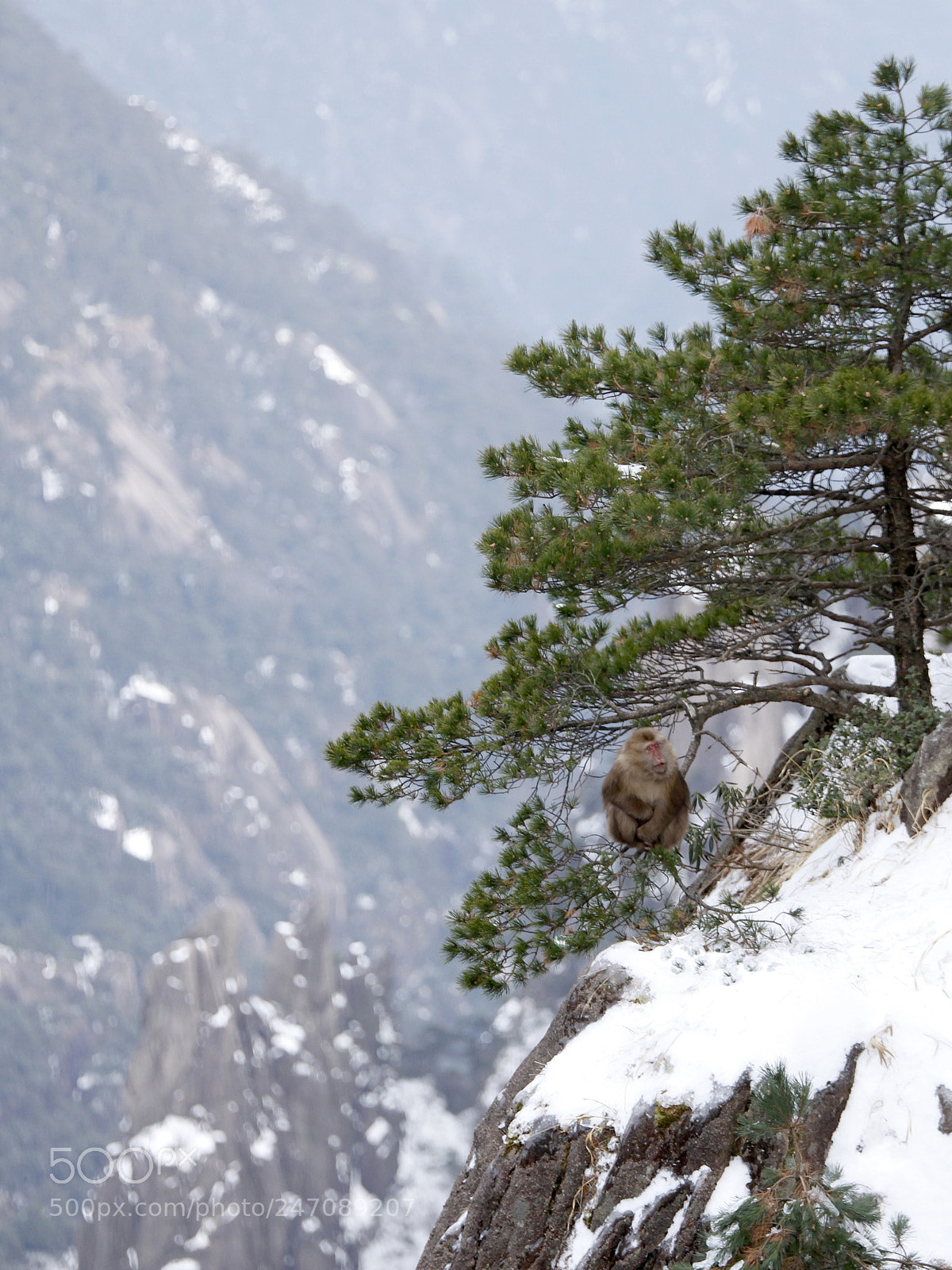 Canon EOS 7D sample photo. Cute clever & smart monkeys photography