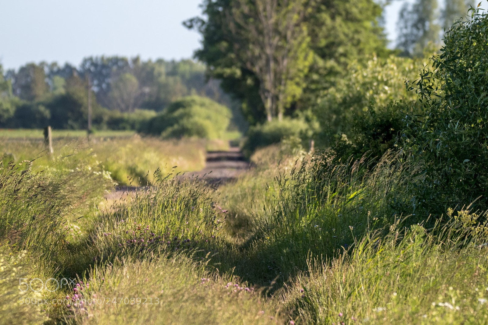 Canon EOS 7D Mark II sample photo. Meadow road photography