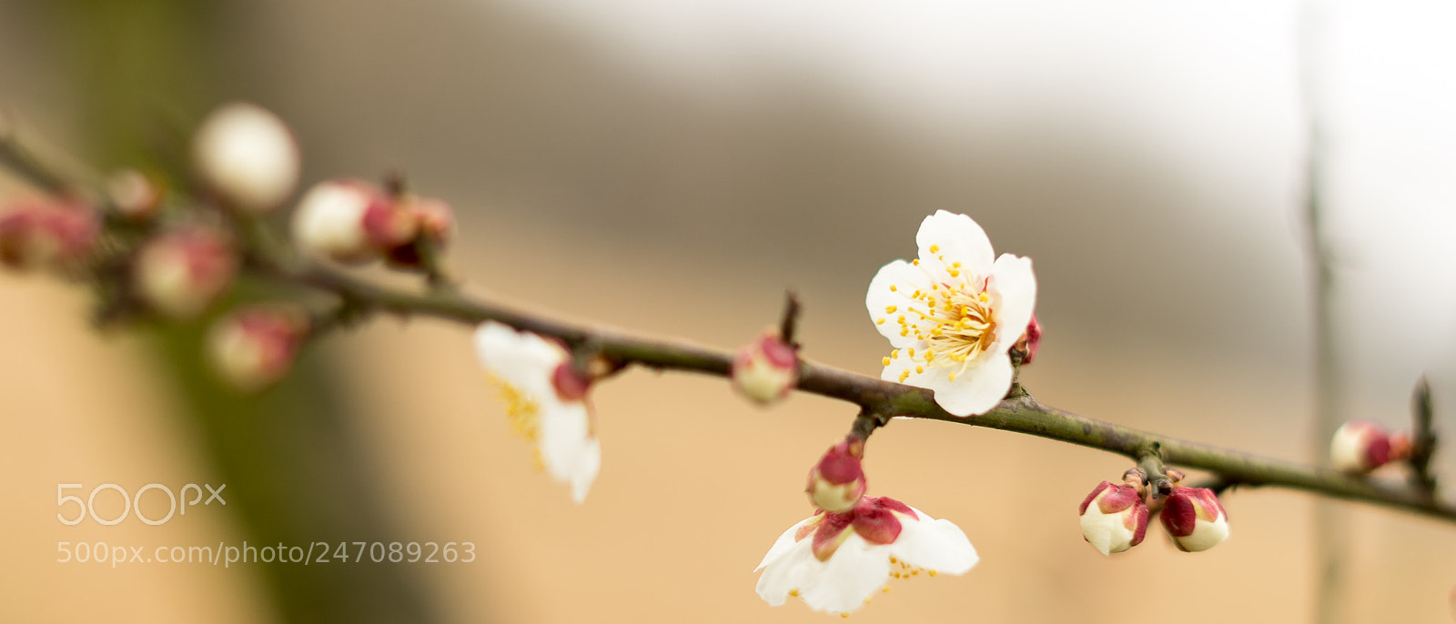 Sony a7 II sample photo. Untitled photography