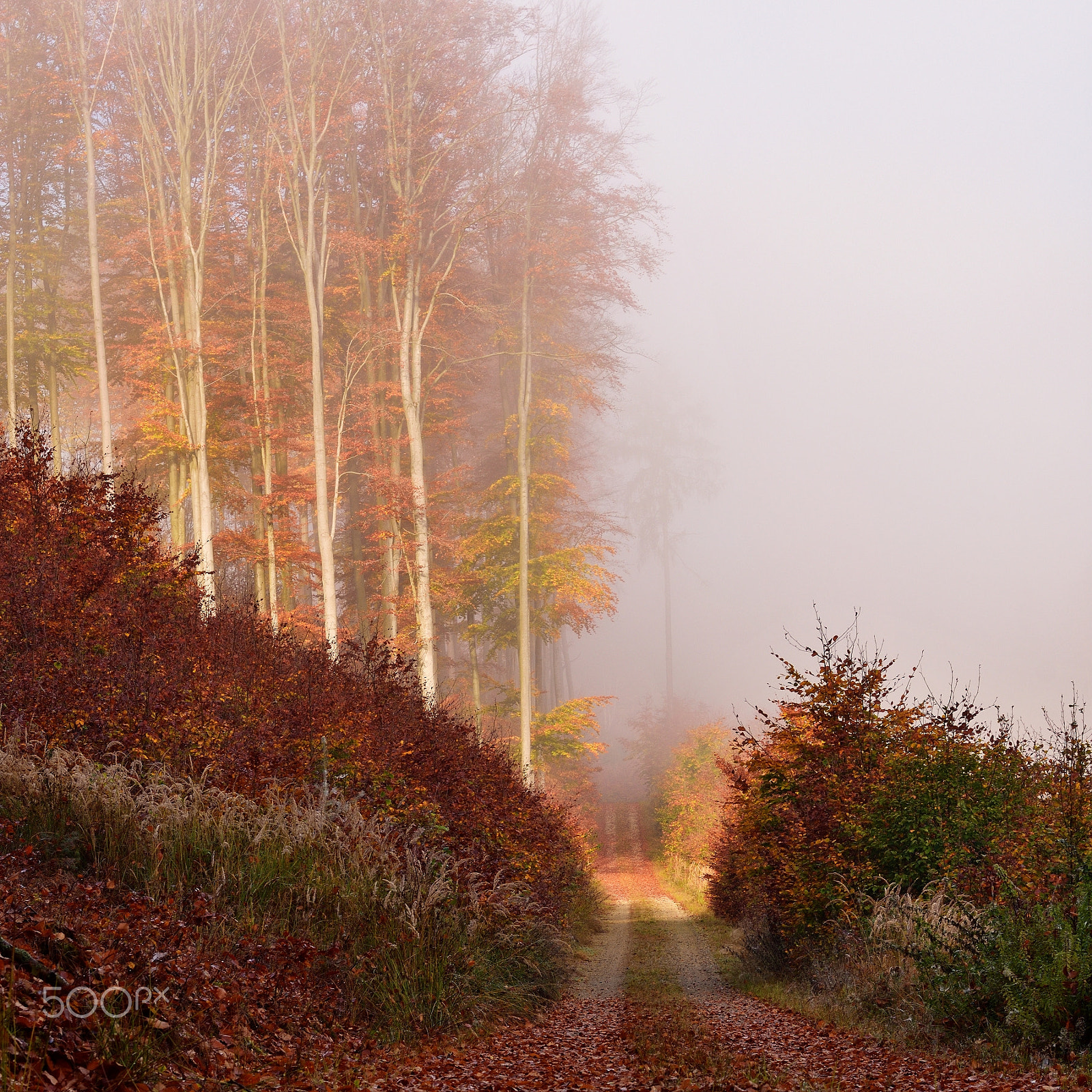 Nikon D7200 + Nikon AF-S Nikkor 50mm F1.8G sample photo. Foggy autumn morning ... photography