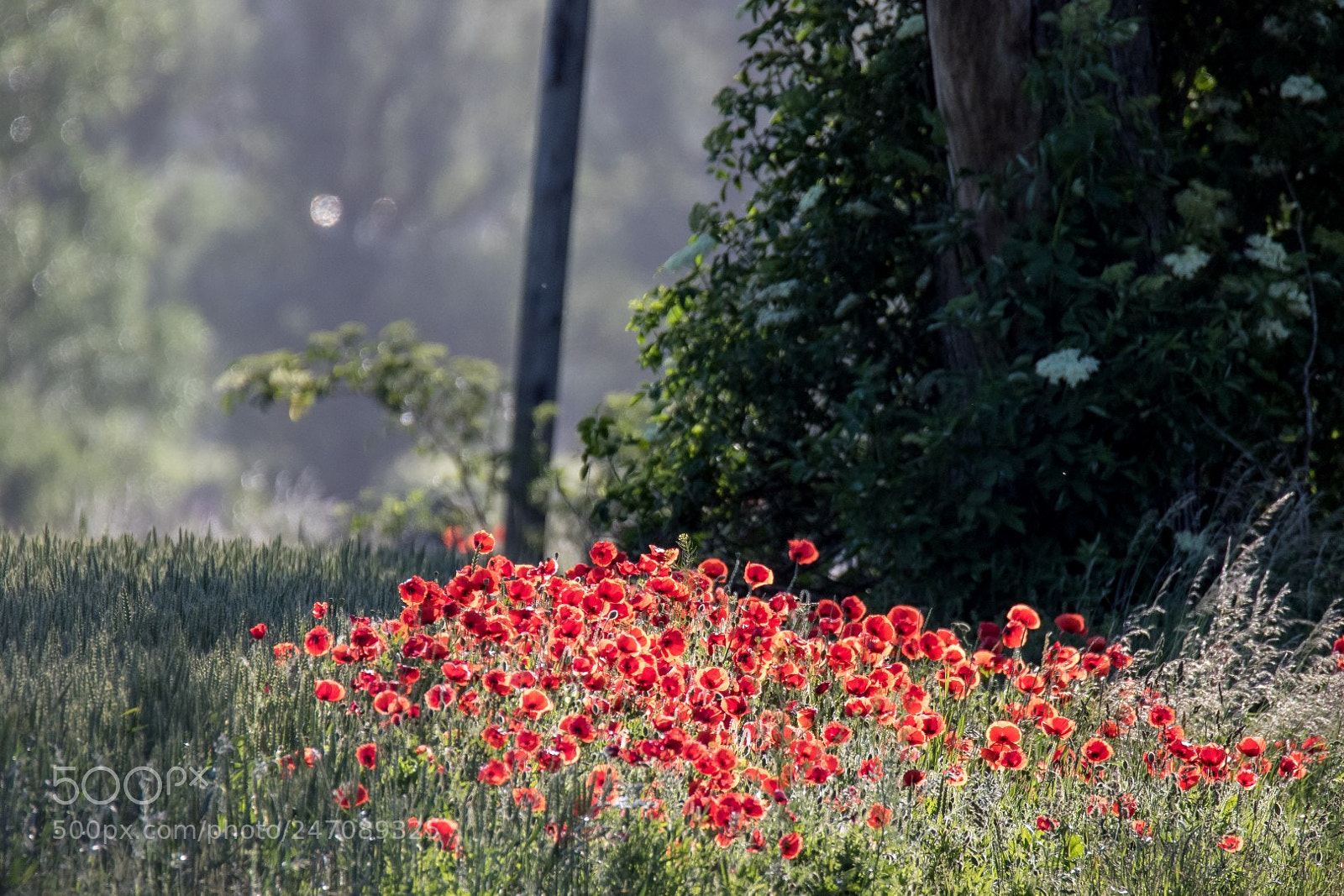 Canon EOS 7D Mark II sample photo. Poppy photography