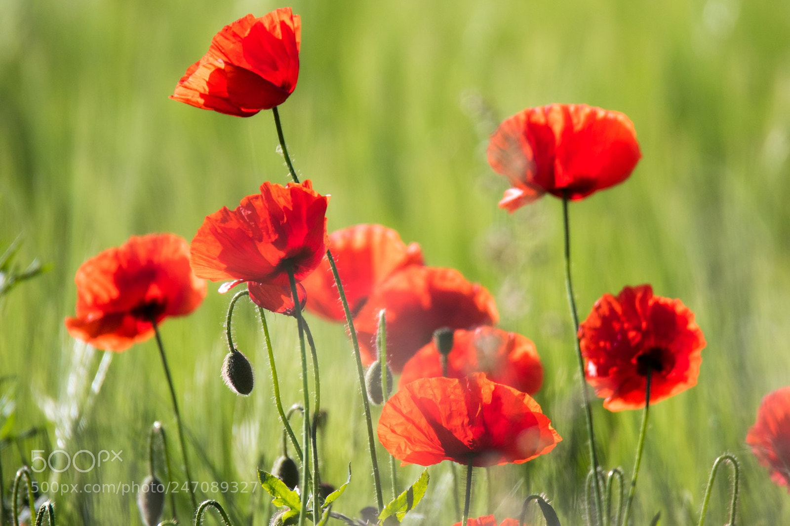Canon EOS 7D Mark II sample photo. Poppy photography