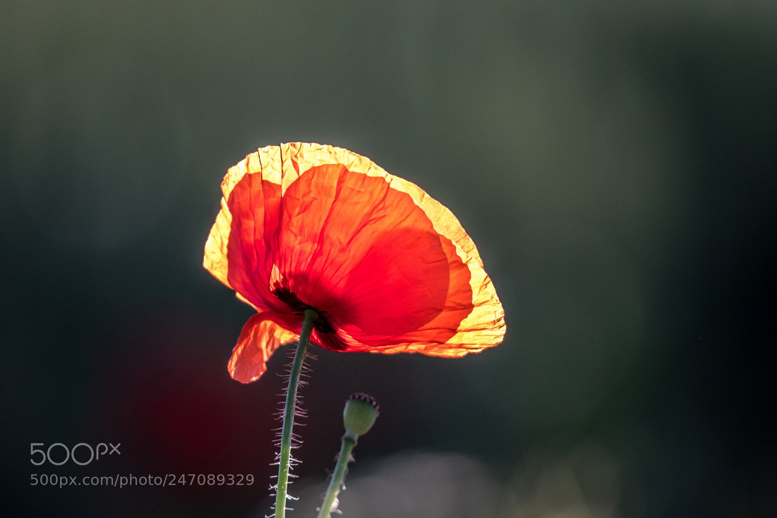 Canon EOS 7D Mark II sample photo. Poppy photography