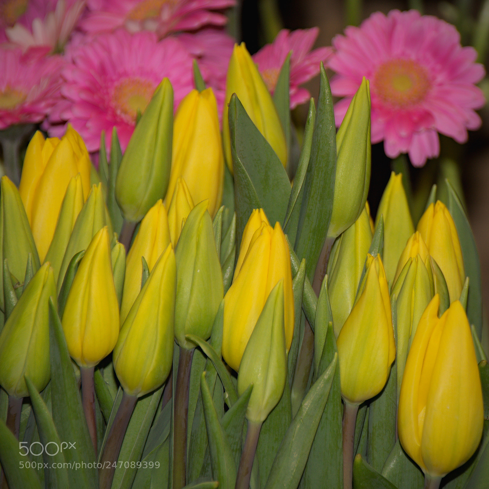 Canon EOS 700D (EOS Rebel T5i / EOS Kiss X7i) sample photo. Florist 5 photography