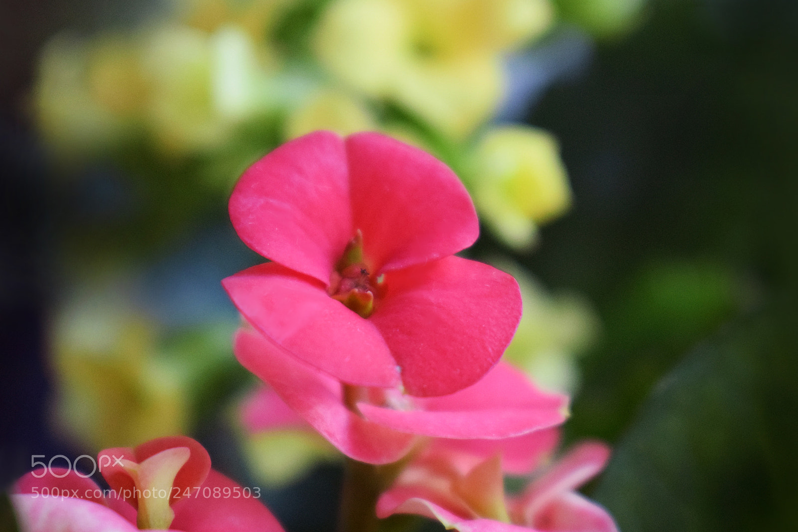 Nikon D5300 sample photo. Delicate flower photography