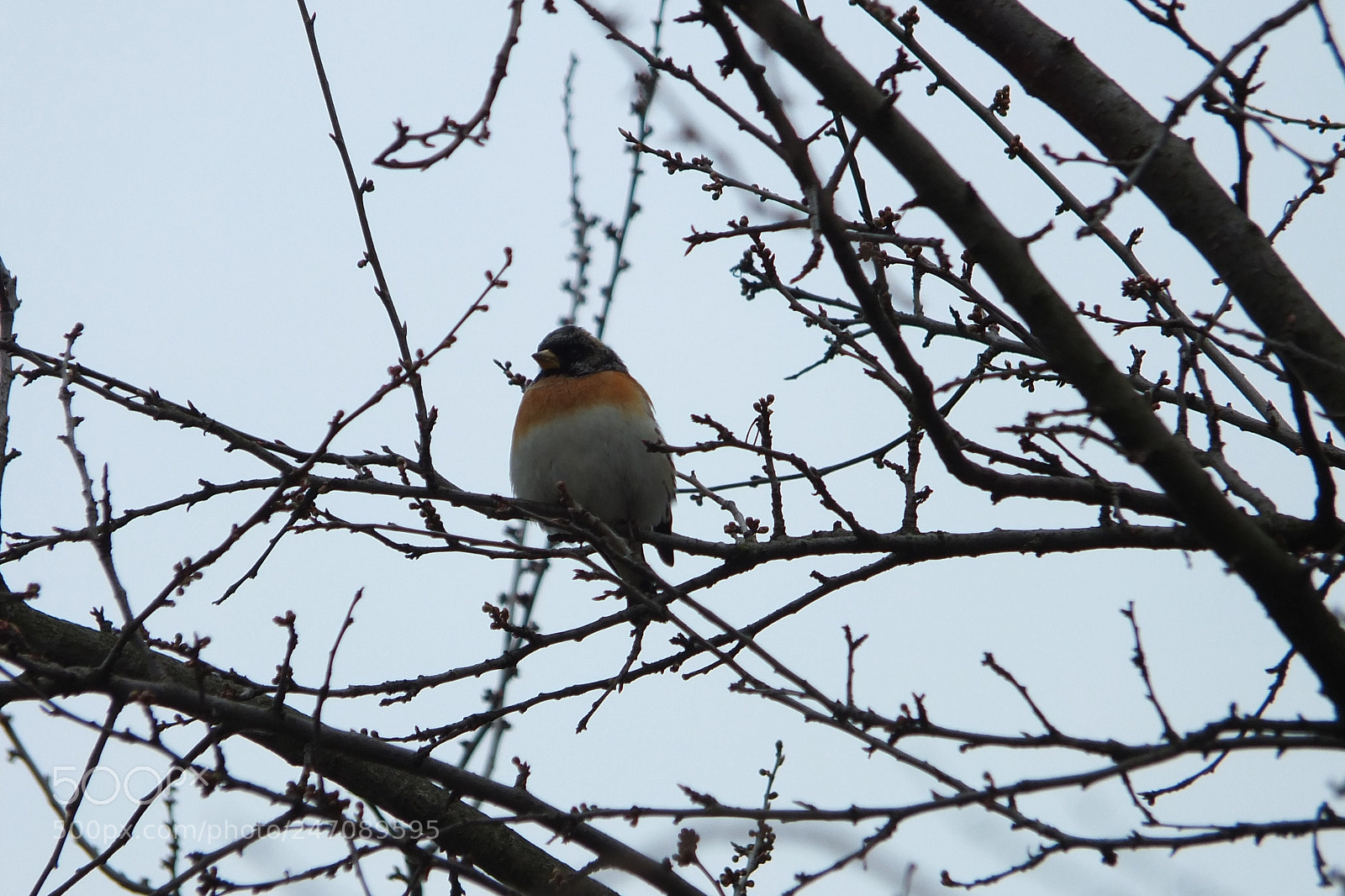 Fujifilm X-S1 sample photo. Sjeverna zeba, brambling, fringilla photography