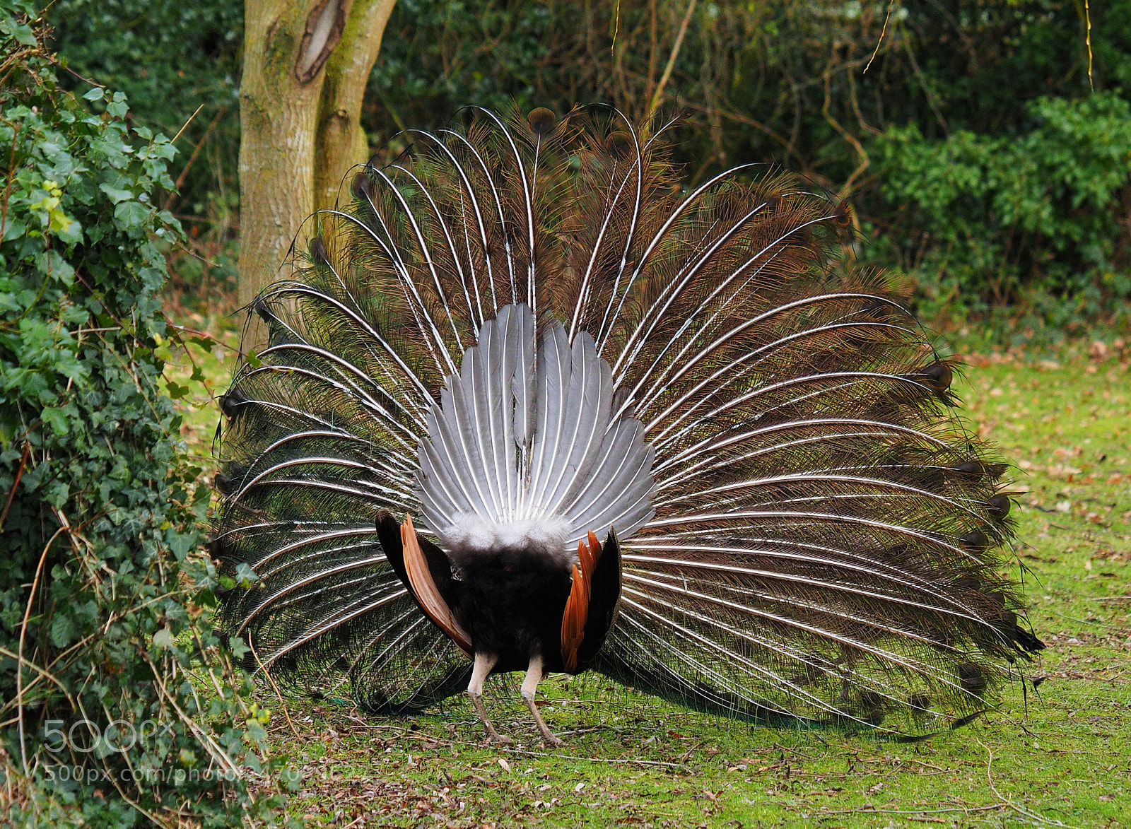 Olympus OM-D E-M1 sample photo. Peacock in full rear photography