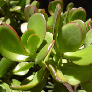Nikon E2000 sample photo. Buy crassula ovata photography